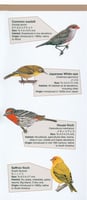 Common Birds of Hawaii Pocket Guide (English and Japanese)