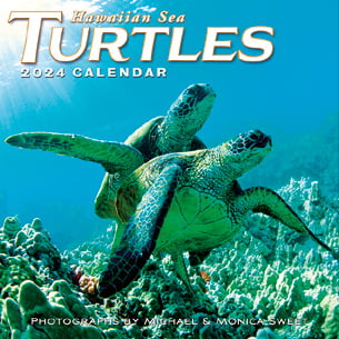 2024 Hawaiian Sea Turtles - 11"x11" Wall Calendar